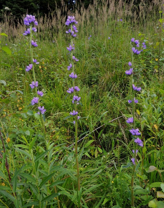 Campanula cervicaria - hirvenkello on Suomessa muinaistulokas, joka aikanaan hyötyi suuresti kaskiviljelystä ja niittyjen, ahojen ja metsien laidunnuksesta. Nykyiset viljely- ja laidunnusmenetelmät eivät tarjoa enää lajille sopivaa ekolokeroa. Myös jatkuva umpeenkasvu supistaa kasvupaikkoja. Hirvenkello onkin joutunut vaarantuneiden lajien luokkaan (VU). Erilaisten väylien pientareet ovat muodostuneet sille pakopaikaksi. Hirvenkello on pysty, haaraton ja tavallisesti noin 30-100 cm korkea. EH, Hämeenlinna, Renko, Viiala, Turun Valtatien laide Ruokojärven pään kohdalla. Kuvanottoajankohtana, 22.7.2014, noin 100 metrin matkalla kasvoi 62 kukkavartta. Koko kuvasarja on samalta kasvupaikalta. Copyright Hannu Kämäräinen.