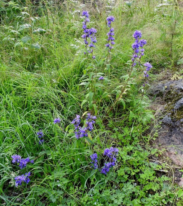 Campanula glomerata - peurankello on Suomessa muinaistulokas, joka suosii edelleen asutuksen läheisyyttä ja ihmisen muokkaamia elinympäristöjä niittyineen ja pientareineen. Se menestyy kyllä ruohoisissa metsänlaiteissa ja laitametsissä, mutta puuttuu varsinaisilta salomailta. ES, Imatra, Vuoksenniska, Kaukopää, Ruokolahdentien varressa olevan Kolmen Ristin kirkon kohdalla oleva entinen puuvarastoalue, metsikön laide, 1.8.2017. Copyright Hannu Kämäräinen.