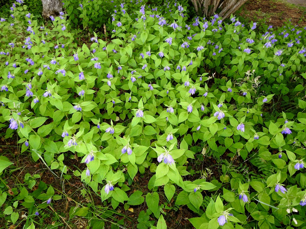 Campanula latifolia - ukonkello on Suomessa harvinaisehko koristekasvikarkulainen ja uustulokas, joka kykenee hyvin leviämään myös luonnossa. Sen pohjoisimmat karkulaishavainnot ovat Kainuun, Oulun Pohjanmaan ja Perä-Pohjanmaan eliömaakunnista. Kasvupaikkoina ovat lähinnä asutuksen lähialueet, kuten pihapiirit, pientareet, joutomaat, niityt, metsänlaiteet ja lehdot. Se on alkuperäinen, luonnonvarainen laji eteläisessä Skandinaviassa. Aikaisemmin oletettiin, että myös Ahvenanmaan Lemlandissa, Nåtön saarella, ukonkello olisi alkuperäinen. Sittemmin on tulkittu, että myös saaren kasvustot ovat ihmistoiminnan myötä syntyneitä. A, Lemland, Nåtö, pähkinäpensainen lehtoniitty biologisen aseman kohdalla, luonnonsuojelualue, 11.7.2022. Copyright Hannu Kämäräinen.