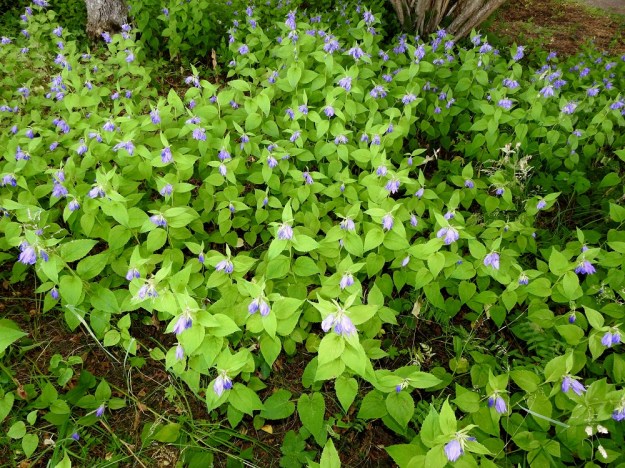 Campanula latifolia - ukonkello on monivuotinen laji, joka hyvillä kasvupaikoilla voi omatoimisesti levitä laajoiksikin kasvustoiksi. A, Lemland, Nåtö, pähkinäpensainen lehtoniitty biologisen aseman kohdalla, luonnonsuojelualue, 11.7.2022. Copyright Hannu Kämäräinen.