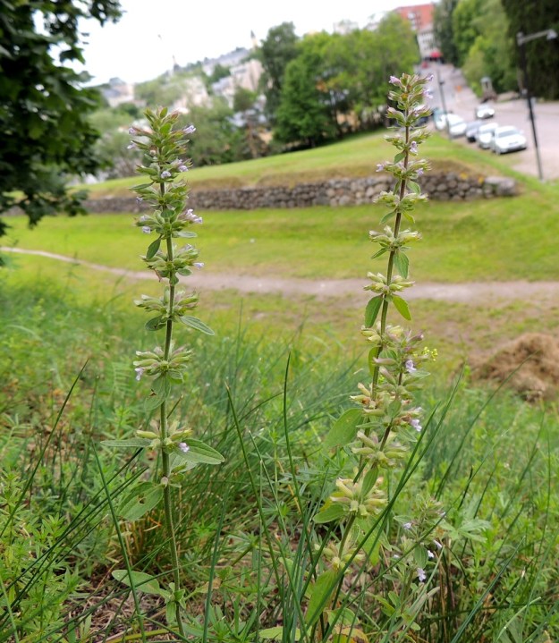 Dracocephalum thymiflorum - ketoampiaisyrtti on yksi- tai joskus kaksivuotinen ruoho, joka on tavallisesti noin 10-60 cm korkea. Se on kotoisin Itä-Euroopasta ja Länsi-Aasiasta. Suomessa se on muutamin paikoin vakiintunut uustulokas, joka on saapunut tänne mm. Venäjän vallan aikana varuskuntien hevosrehun mukana. Tulokastaustastaan huolimatta se on otettu mukaan 2019 uhanalaisuusarviointiin ja luokiteltu erittäin uhanalaiseksi (EN). ES, Lappeenranta, linnoitusalue, vallirinteet, 8.7.2015. Koko kuvasarja on samalta kasvualueelta. Copyright Hannu Kämäräinen.