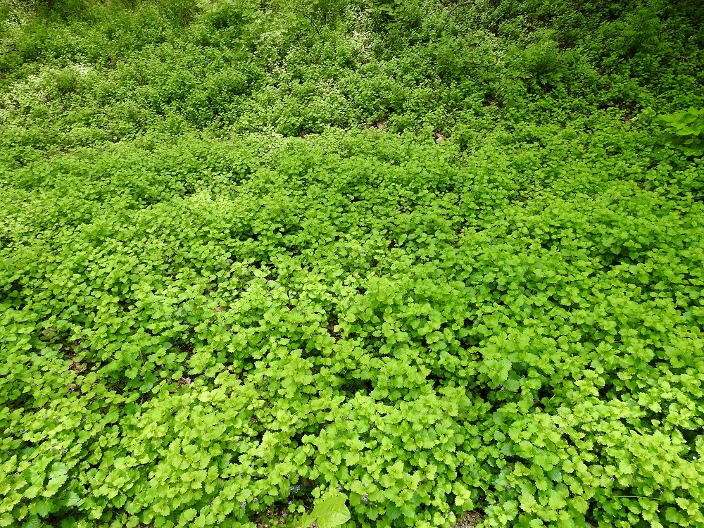 Glechoma hederacea - (rohto)maahumala on monivuotinen ruoho, jonka varret ovat maata myöten suikertavat ja juurehtivat sekä pintarönsyiset. Niinpä laji voi levittäytyä tehokkaasti kookkaaksi kasvustoksi, joka saattaa olla kokonaan samaa yksilöä. EH, Hämeenlinna, Keinusaari, Varikonniemi, rantametsä, niemen läpi kulkevan ulkoilureitin varsi, 16.6.2020. Copyright Hannu Kämäräinen.