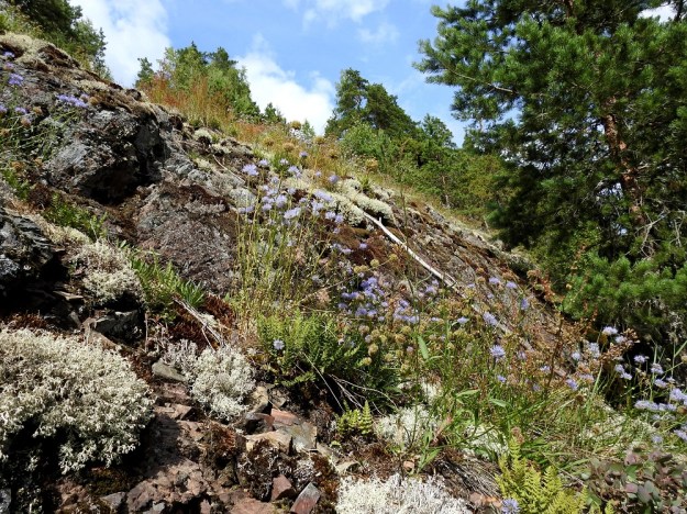 Jasione montana - vuorimunkki on luokiteltu erittäin uhanalaiseksi (EN) lajiksi, jonka Suomessa tunnetuista noin sadasta kasvupaikasta ehkä noin puolet on vielä jäljellä. Sen kasvupaikkoina ovat lähinnä avoimet ja paahteiset kalliot, harjurinteet ja hietikot. V, Lohja, Nummi-Pusula, Arimaa, Haukkamäki, luonnonsuojelualue, 27.7.2017. Copyright Hannu Kämäräinen.