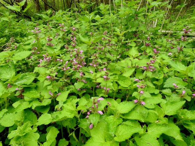 Lamium maculatum - täpläpeippi kykenee vaakatasossa leviävän ja maarönsyisen juurakkonsa avulla levittäytymään laajemmiksikin kasvustoiksi. Kuvan kasvusto on todennäköisesti saanut alkunsa itäisen puutavaran mukana saapuneista hedelmälohkoista, jotka ovat peräisin luonnossa kasvaneesta kannasta. Kuvanottoajankohtana paikalla oli kaksi vakiintunutta kasvustolaikkua, joiden yhteispinta-ala oli noin puolitoista aaria. Kuvan taustalla näkyy isonokkosen, Urtica dioica, varsikkoa. EH, Kouvola, Kuusankoski, Ahlmanintien varressa oleva Saksanahon entinen, peitetty teollisuuskaatopaikka, metsittynyt laitaosa, 11.6.2017. Copyright Hannu Kämäräinen.