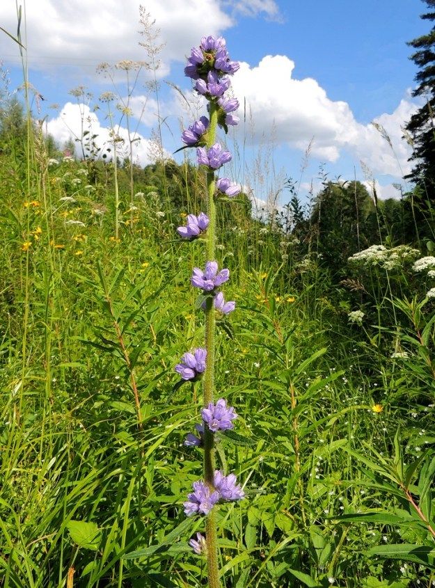 Campanula cervicaria - hirvenkellon kukinto muodostuu varren latvassa ja noin ylimmän kolmanneksen lehtihangoissa olevista, tiiviin mykerömäisistä kukkaryhmistä. 22.7.2014. Copyright Hannu Kämäräinen.