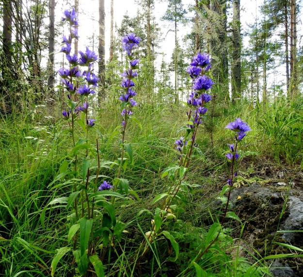Campanula glomerata - peurankello on monivuotinen, pysty ja tavallisesti noin 20-80 cm korkea. Juurakosta kasvavat yksilöt ovat usein monivartisia. ES, Imatra, Vuoksenniska, Kaukopää, Ruokolahdentien varressa olevan Kolmen Ristin kirkon kohdalla oleva entinen puuvarastoalue, metsikön laide, 1.8.2017. Copyright Hannu Kämäräinen.