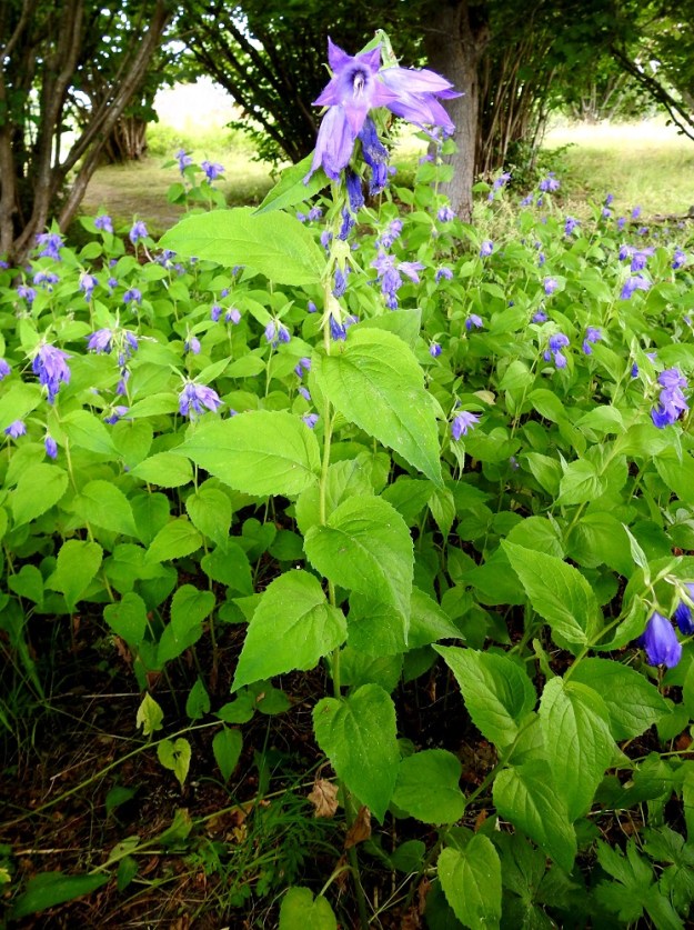 Campanula latifolia - ukonkello on Suomessa harvinaisehko koristekasvikarkulainen ja uustulokas. Se on alkuperäinen, luonnonvarainen laji eteläisessä Skandinaviassa. Aikaisemmin oletettiin, että myös Ahvenanmaan Lemlandissa, Nåtön saarella, ukonkello olisi alkuperäinen. Sittemmin on tulkittu, että myös saaren kasvustot ovat ihmistoiminnan myötä syntyneitä. Kukan teriö on yleensä sinipunainen. A, Lemland, Nåtö, pähkinäpensainen lehtoniitty biologisen aseman kohdalla, luonnonsuojelualue, 11.7.2022. Copyright Hannu Kämäräinen.