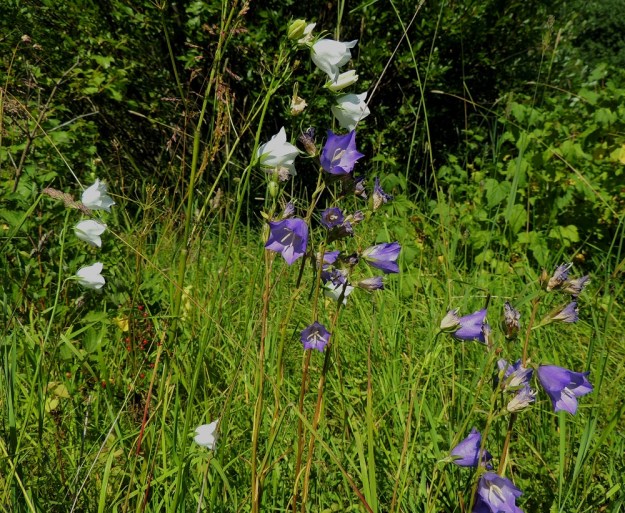 Campanula persicifolia - kurjenkellon teriö on lähes aina sininen, mutta toisinaan tapaa myös aivan valkoteriöisiä yksilöitä. St, Pori, Reposaari, eteläpää, Lontoo, niitty- ja ketoalue, joka on alunperin pääosin vanhaa purjelaivojen painolastimaata, 14.7.2014. Copyright Hannu Kämäräinen.