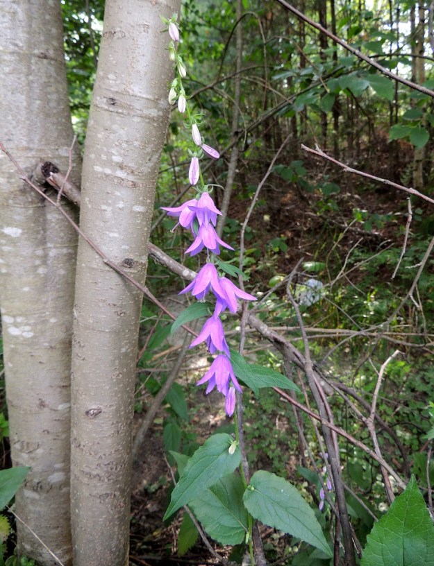 Campanula rapunculoides - vuohenkello on Suomessa muinaistulokas Varsinais-Suomen eliömaakunnassa. Muualla se on koristekasvikarkulainen ja uustulokas, joka kykenee hyvin leviämään myös luonnossa. EH, Hämeenlinna, Majalahti, Louhoksentien varren metsikkö maanläjitysalueen kohdalla, 24.7.2016. Copyright Hannu Kämäräinen.