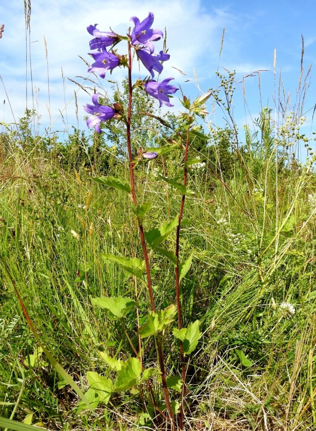 Campanula trachelium - varsankello on monivuotinen, pysty ja tavallisesti noin 40-100 cm korkea. Aluslehdet ja alemmat varsilehdet ovat pitkäruotisia. Varsi on usein punaruskea. Kuvassa on seuralaisena mm. sikoangervo, Filipendula vulgaris. A, Lemland, Styrsön ja Nåtön välinen Rödgrundet-pikkusaari, kallioketo ja -niittyalue, 12.7.2017. Copyright Hannu Kämäräinen.