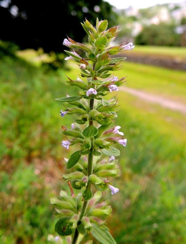 Dracocephalum thymiflorum - ketoampiaisyrtin kukinto muodostuu varren ja haarojen yläosan lehtihangoissa olevista valekiehkuroista, jotka ovat lieriömäisen tähkämäisenä latvaryhmänä, joka on yläosastaan tiheämpi ja alempaa katkonainen. Kukintavaiheessa se on leveydeltään yleensä noin 15-20 mm. Kiehkuroiden hanka- eli tukilehdet ovat alempana ylempien varsilehtien kaltaiset ja latvaosassa asteittain pienenevät, kapeanpuikeat, soikeat tai suikeahkot ja lähes tai aivan ehytlaitaiset. 8.7.2015. Copyright Hannu Kämäräinen.