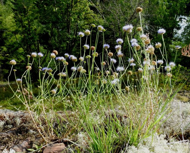 Jasione montana - vuorimunkki on pysty tai tyveltä koheneva ja yleensä noin 10-50 cm korkea ruoho. Yksilöt ovat yksivartisia tai usein kuvan tavoin tyveltä alkaen kohenevasti monivartisia. Varsi on haaraton tai tyvipuolikkaastaan haarova. V, Lohja, Nummi-Pusula, Arimaa, Haukkamäki, luonnonsuojelualue, 27.7.2017. Copyright Hannu Kämäräinen.