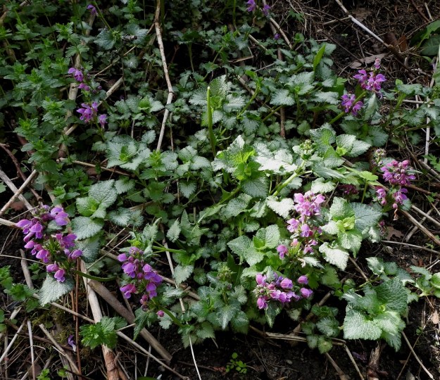 Lamium maculatum - täpläpeippi on hyvin monimuotoinen laji. Suomessa erityisesti täplä- tai laikkulehtisiä kantoja käytetään jonkin verran koristekasveina. Valtaosassa havainnoista onkin kyse asutuksen lähialueille, joutomaille, maakasoille ja maankäsittelyalueille päätyneistä koristekasvikarkulaisista. EH, Hämeenlinna, Loimalahti, Hirsimäki, Vanamontien ja Vuokontien välisen kävelytieuran varsi mäntykankaan laiteessa, 3.6.2021. Copyright Hannu Kämäräinen.