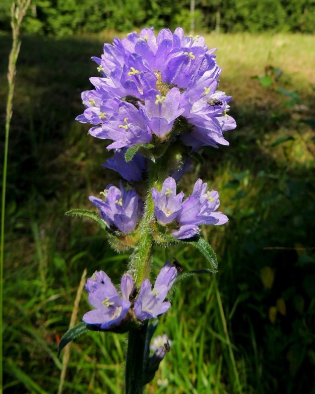 Campanula cervicaria - hirvenkellon varren kärjessä oleva kukkaryhmä on selvästi kookkain. Muut ryhmät ovat pienempiä ja perättömiä tai lyhytperäisiä. 22.7.2014. Copyright Hannu Kämäräinen.