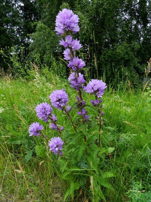 Campanula glomerata - peurankellon kukinnon ulkomuoto saattaa vaihdella. Lajista on jalostettu myös puutarhalajikkeita, joiden kukinnot ovat luonnonkantoja näyttävämmät. Myös luonnonyksilöiden ja lajikkeiden keskinäinen risteytyminen voi vaikuttaa ulkonäköön. Jos kuvan monivartisen yksilön perimässä ei ole ihmisen "jalostussormia" mukana, luonto on omatoimisesti tuottanut varmasti komeimman mahdollisen lopputuloksen. EH, Hämeenlinna, Pullerinmäki, Mäkelän teollisuusalue, Pikku-Parolantien piennar, 5.7.2011. Copyright Hannu Kämäräinen.