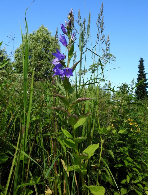 Campanula latifolia - ukonkello on pysty ja tavallisesti noin 60-120 cm korkea. Kukinto on lehtihangoissa olevien kukkien muodostama latvaterttu. ES, Lappeenranta, Joutseno, Korvenkylä, Hiekkapelto, Imatranväylän ja Asematien kulmauksen niittyalue, 1.8.2017. Copyright Hannu Kämäräinen.