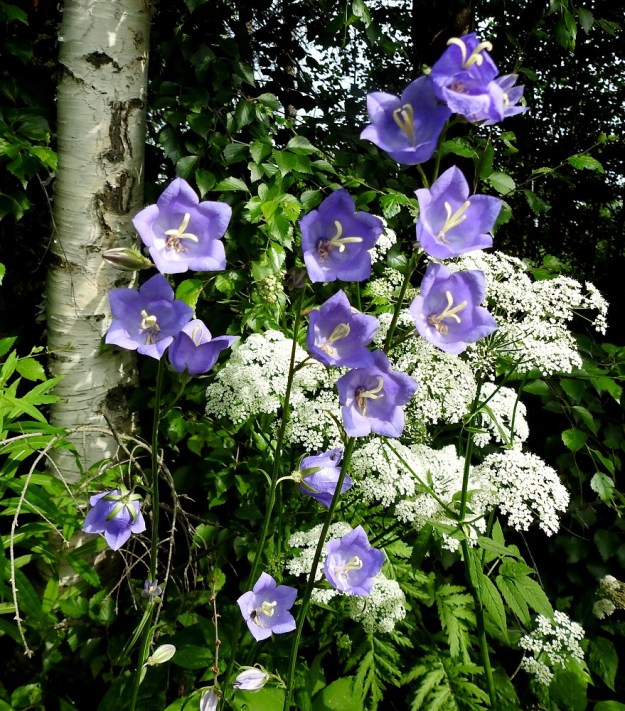 Campanula persicifolia - kurjenkellon varsi on yleensä haaraton tai toisinaan vähähaarainen. Kukinto on latvaterttu, jonka kukat ovat yleisimmin sivulle siirottavia ja toisinaan pystyjä tai hieman nuokkuvia. Kukat ovat useimmiten yksittäin tukilehtiensä hangoissa. Kuvassa on seuralaisena mm. (lehto)vuohenputki, Aegopodium podagraria. EH, Hämeenlinna, Loimalahti, Hirsimäki, Hirsimäenkadun laitametsikön reuna Myllyojan länsipuolella, 2.7.2022. Copyright Hannu Kämäräinen.