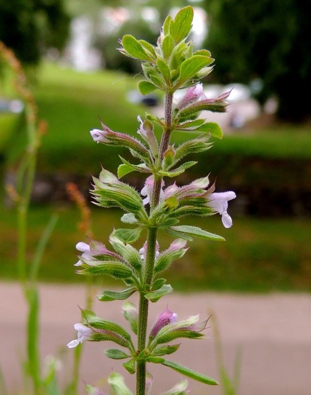 Dracocephalum thymiflorum - ketoampiaisyrtin kiehkuroissaan olevien kukkien perä on noin 1-2,5 mm pitkä. Teriö on pitkätorvinen, päästään kaksihuulinen ja tavallisesti noin 7-10 mm pitkä. Se yltää vain hiukan verhiönliuskoja pitemmälle. 8.7.2015. Copyright Hannu Kämäräinen.