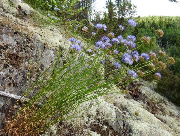 Jasione montana - vuorimunkkiyksilöt ovat toisinaan kimppumaisen monivartisia ja monikukintoisia. Kierteisesti varren ympärillä olevia lehtiä on vain noin puoleen väliin saakka. Latvapuoli on kokonaan lehdetön. Kukintavaiheessa aluslehdet ja iso osa alemmista varsilehdistäkin voivat olla jo lakastuneita. V, Lohja, Nummi-Pusula, Arimaa, Haukkamäki, luonnonsuojelualue, 27.7.2017. Copyright Hannu Kämäräinen.