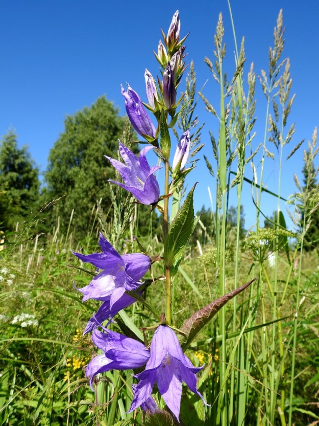 Campanula latifolia - ukonkellon kukat ovat pystyjä tai siirottavia ja lopulta hieman nuokkuvia. ES, Lappeenranta, Joutseno, Korvenkylä, Hiekkapelto, Imatranväylän ja Asematien kulmauksen niittyalue, 1.8.2017. Copyright Hannu Kämäräinen.