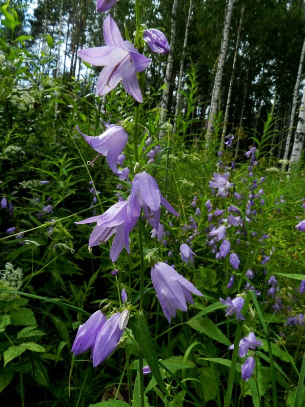 Campanula rapunculoides - vuohenkello on kulkeutunut myös metsänreunoihin ja lehtometsiin. PK, Kitee, Papinniemi, ukonhattulehto, lehdon läpi kulkevan metsätien laitaruohikko, 11.7.2011. Copyright Hannu Kämäräinen.