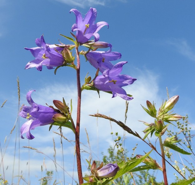 Campanula trachelium - varsankellon kukat ovat terttulatvan hangoissa yksittäin tai kahdesta neljään kukan viuhkoina. Ylimmät hanka- eli tukilehdet ovat hyvin kapeanpuikeat, suikeat tai tasasoukan suikeat ja useimmiten noin 15-40 mm pitkät. Kukkaperä on yleensä noin 5-20 mm pitkä. Pisimmät perät ovat yksittäisissä kukissa. A, Lemland, Styrsön ja Nåtön välinen Rödgrundet-pikkusaari, kallioketo ja -niittyalue, 12.7.2017. Copyright Hannu Kämäräinen.