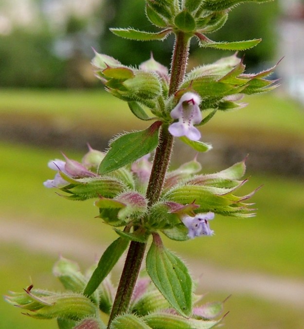 Dracocephalum thymiflorum - ketoampiaisyrtin teriö on vaaleansininen tai -sinipunainen. Sen ylähuuli on kupera, useimmiten lovipäinen tai kaksiliuskainen ja yleensä noin 1 mm pitkä. Alaskääntynyt alahuuli on kärkeä kohti levenevä, lovi- tai lanttopäinen ja tavallisesti noin 1,5-2 mm pitkä. Siinä ovat molemmin puolin pienet, pyöreäpäiset ja noin 1 mm pitkät sivuliuskat. Alahuulen sisäpinnalla ja nielun ympärillä on vaihtelevasti teriön pohjaväriä tummempia pisteitä tai läiskiä. Kukkakiehkuroiden ylimmät tukilehdet ovat laidoiltaan ripsikarvaiset. 8.7.2015. Copyright Hannu Kämäräinen.