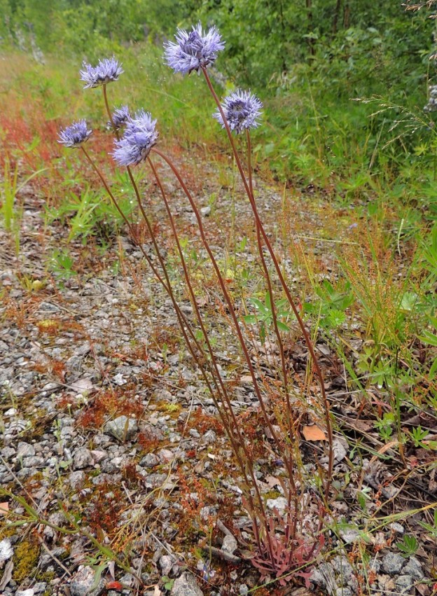 Jasione montana - vuorimunkki voi nimestään huolimatta viihtyä myös soramaalla. Kuvan kasvupaikalla se on kuitenkin ilmeinen tulokas, joka on kasvanut alueella jo pitempään. Kentällä on aikanaan varastoitu venäläistä puutavaraa, joten varmuutta ei ole, ovatko siemenet kulkeutuneet venäläisiltä vai kotimaisilta luontaisilta kasvupaikoilta. EH, Kouvola, Kuusankoski, Voikkaa, vanha, suurimmaksi osaksi pois käytöstä oleva ratapiha-alue, 7.7.2015. Copyright Hannu Kämäräinen.