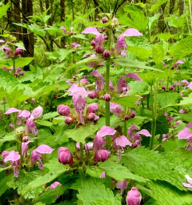 Lamium maculatum - täpläpeippi on pysty tai tyveltä koheneva, haaraton tai niukkahaarainen ja yleensä noin 15-80 cm korkea. Ylimmät valekiehkurat ovat aika lähellä toisiaan mutta kuitenkin selväväliset. EH, Kouvola, Kuusankoski, Ahlmanintien varressa oleva Saksanahon entinen, peitetty teollisuuskaatopaikka, metsittynyt laitaosa, 11.6.2017. Copyright Hannu Kämäräinen.