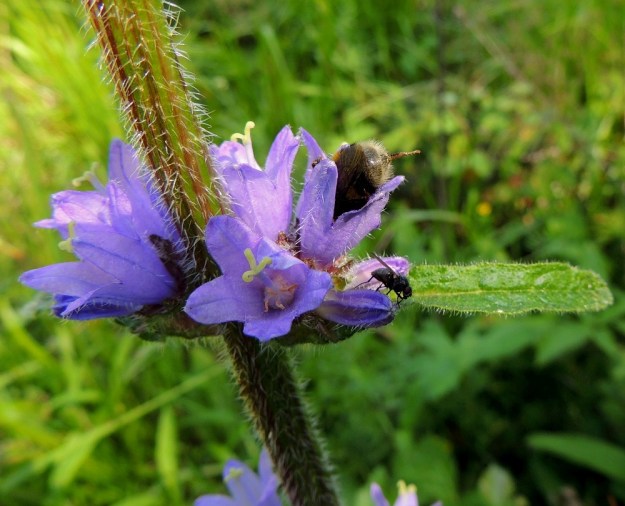 Campanula cervicaria - hirvenkellon tärkeimpiä pölyttäjiä ovat kimalaiset ja kukkakärpäset. Kimalaisten "asiointityyli" takaa karvoihin tarttuneen siitepölyn kulkeutumisen luoteille. Kukat tuntuvat kiinnostavan myös tavallisia kärpäsiä. Hirvenkellon varsi on monisärmäinen ja karheakarvainen. Karvat ovat yleensä noin 1,5-2 mm pitkät. 22.7.2014. Copyright Hannu Kämäräinen.