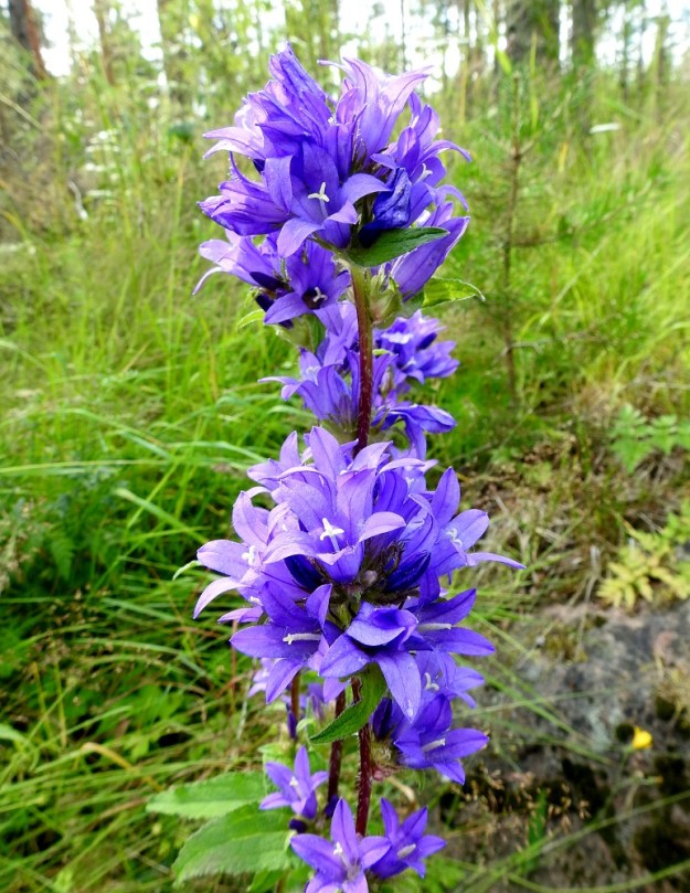 Campanula glomerata - peurankellon (kuvassa) lisäksi Suomen (sini)kellolajeista vain hirvenkellolla, C. cervicaria, on yhtä tiiviit kukkaryhmät, joissa kaikki yksittäiset kukat ovat perättömiä. ES, Imatra, Vuoksenniska, Kaukopää, Ruokolahdentien varressa olevan Kolmen Ristin kirkon kohdalla oleva entinen puuvarastoalue, metsikön laide, 1.8.2017. Copyright Hannu Kämäräinen.