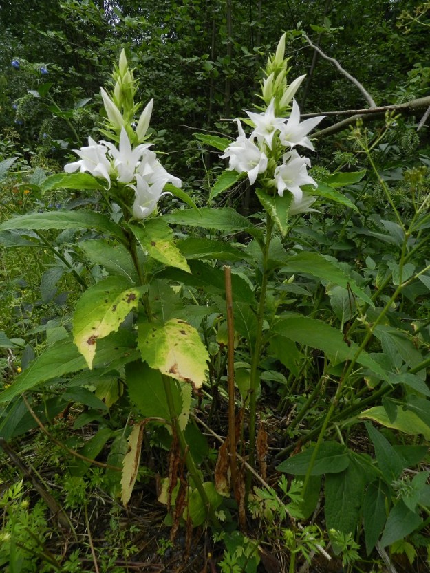 Campanula latifolia - ukonkello on suosittu perenna myös valkokukkaisena (lajike 'Alba', joten karkulaiskasvustoistakin osa on valkokukkaisia. EH, Hämeenlinna, Majalahti, Louhoksentien varsi maanläjitysalueen kohdalla, 4.7.2011. Copyright Hannu Kämäräinen.