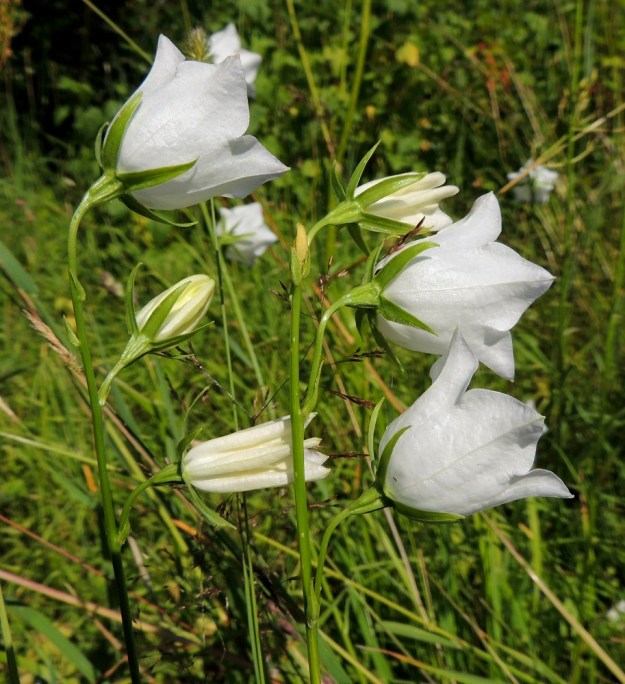 Campanula persicifolia - kurjenkellon kukkien tukilehdet ovat kapeansuikeat tai lähes tasasoukat ja useimmiten noin 10-50 mm pitkät. Kukkaperän pituus vaihtelee suuresti tertun ylä- ja alaosan välillä. Yläosassa perä on yleensä noin 10-30 mm pitkä. Sikiäimen sisältävä kukkapohjus on usein kalju tai hieman karvainen ja noin 3-4 mm pitkä. Verhiö on lähes tyveen saakka säteittäisesti viisiliuskainen. Liuskat ovat kapean kolmiomaiset ja tavallisesti noin 10-20 mm pitkät sekä tyveltään noin 2-3 mm leveät. St, Pori, Reposaari, eteläpää, Lontoo, niitty- ja ketoalue, joka on alunperin pääosin vanhaa purjelaivojen painolastimaata, 14.7.2014. Copyright Hannu Kämäräinen.