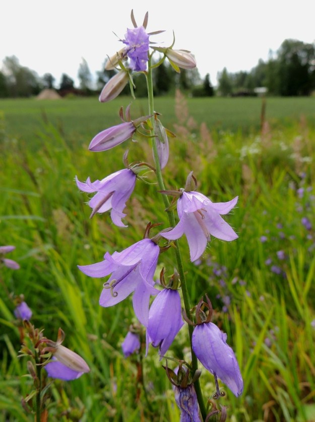Campanula rapunculoides - vuohenkellon kukat ovat ainakin tertun latvaosassa yksittäin tukilehtiensä hangoissa. Alimpia kukkia lukuun ottamatta tukilehdet ovat suikeat tai lähes tasasoukat ja useimmiten noin 5-30 mm pitkät sekä kukkia lyhyemmät. U, Kouvola, Elimäki, Takamaa, Takamaantien laita Perämaan tilan viereisen peltoaukean kohdalla, 13.7.2016. Copyright Hannu Kämäräinen.