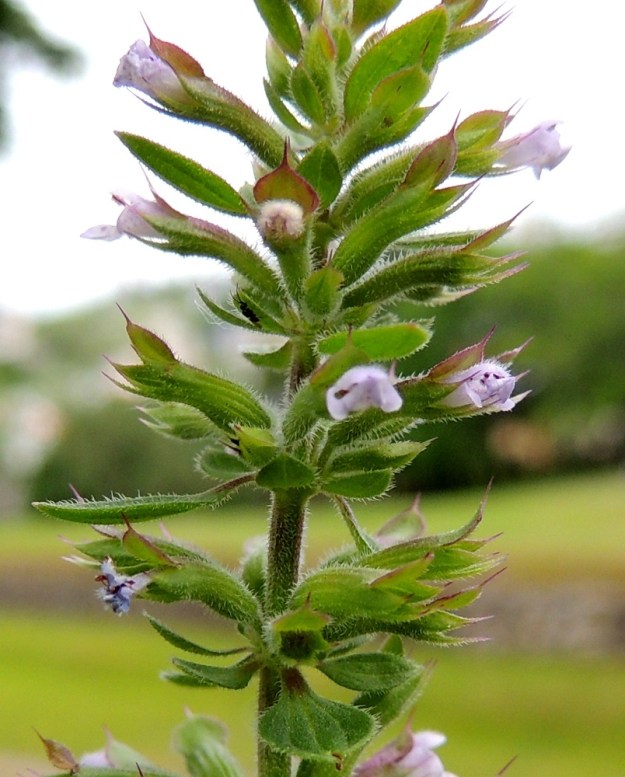 Dracocephalum thymiflorum - ketoampiaisyrtin verhiö on torvimainen, päästään kaksihuulinen ja siirottavasti lyhytkarvainen sekä tavallisesti noin 6-8 mm pitkä. Ylähuulessa on kolme liuskaa, joista keskimmäinen on muita kookkaampi, pyöreähkö ja jyrkästi otapäiseksi kärjeksi kapeneva. Muut kaksi ovat kapean kolmiomaiset ja otakärkiset. Alahuulessa on kaksi liuskaa, jotka ovat ylähuulen sivuliuskoja kapeammat ja otakärkiset. Kärkiliuskojen osuus verhiön pituudesta on yleensä noin 2-3 mm. Kiehkuroiden ja kukkien tyvellä on lyhytperäisiä kukinto- ja esilehtiä jotka ovat lähinnä soikeahkoja, lyhytkarvaisia ja ripsilaitaisia sekä yleensä noin 2-7 mm pitkiä. 8.7.2015. Copyright Hannu Kämäräinen.