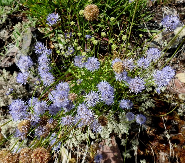 Jasione montana - vuorimunkin kukinnot sijaitsevat varsien ja haarojen kärjessä. V, Lohja, Nummi-Pusula, Arimaa, Haukkamäki, luonnonsuojelualue, 27.7.2017. Copyright Hannu Kämäräinen.
