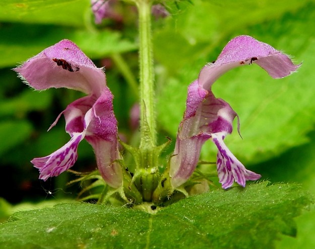 Lamium maculatum - täpläpeipin teriö on pitkätorvinen, ulkopuolelta melkein kauttaaltaan karvainen ja päästään kaksihuulinen sekä tavallisesti noin 20-35 mm pitkä. Torvi on kaareutuva ja sen osuus pituudesta on useimmiten noin 10-18 mm. EH, Kouvola, Kuusankoski, Ahlmanintien varressa oleva Saksanahon entinen, peitetty teollisuuskaatopaikka, metsittynyt laitaosa, 11.6.2017. Copyright Hannu Kämäräinen.