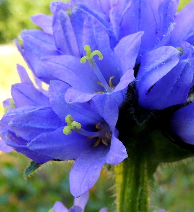 Campanula cervicaria - hirvenkellon kukassa on viisi hedettä. Ne ovat rihmamaiset ja useimmiten noin 5-8 mm pitkät. Emi on yksivartaloinen ja kolmiluottinen. Vartalo on teriön värinen ja tanakka. Luotit ovat keltaiset ja alaspäin kaartuvat. Vartalo luotteineen on noin teriön pituinen tai sitä jonkin verran pitempi. 22.7.2014. Copyright Hannu Kämäräinen.