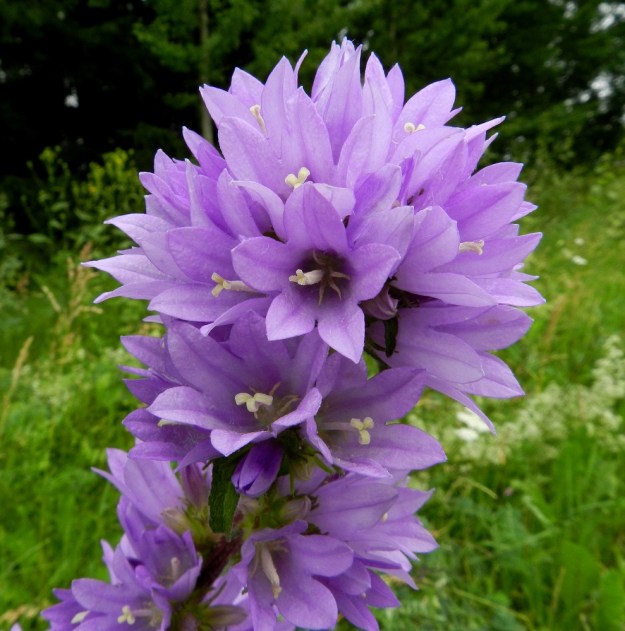 Campanula glomerata - peurankellon teriö on avoimen kellomainen, yhdislehtinen ja säteittäisesti viisiliuskainen. Harvoin liuskoja voi olla kuusikin. Kuvan kukinnossakin ainakin kahdessa teriössä on kuusi liuskaa. Pituutta teriöllä on tavallisesti noin 15-30 mm ja leveyttä kärjestään noin 13-25 mm. EH, Hämeenlinna, Pullerinmäki, Mäkelän teollisuusalue, Pikku-Parolantien piennar, 5.7.2011. Copyright Hannu Kämäräinen.