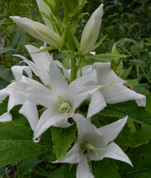 Campanula latifolia - ukonkellon valkokukkaisella lajikkeella teriön lisäksi myös heteet ovat valkoiset. EH, Hämeenlinna, Majalahti, Louhoksentien varsi maanläjitysalueen kohdalla, 4.7.2011. Copyright Hannu Kämäräinen.