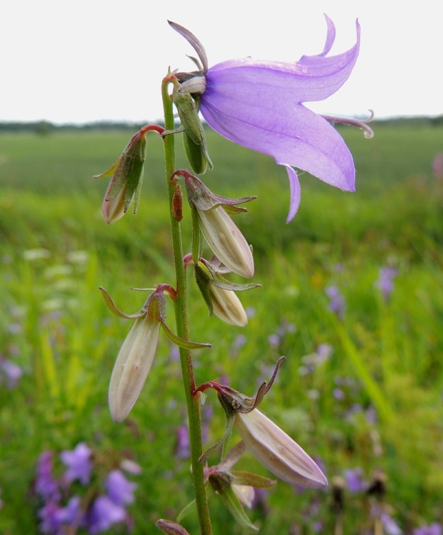 Campanula rapunculoides - vuohenkellon kukkaperä on yleensä noin 3-10 mm pitkä ja hyvin lyhytkarvainen. Perässä on usein esilehtipari, jonka lehdet ovat lähes tasasoukat ja noin 1-4 mm pitkät. Kehänalaisen sikiäimen sisältävä kukkapohjus on pyöristynyt tai vastakartiomainen ja noin 3-5 mm pitkä. Verhiönliuskat ovat aluksi kukkaa suojaavat, mutta kääntyvät jo nuppuvaiheessa sivulle siirottaviksi. U, Kouvola, Elimäki, Takamaa, Takamaantien laita Perämaan tilan viereisen peltoaukean kohdalla, 13.7.2016. Copyright Hannu Kämäräinen.