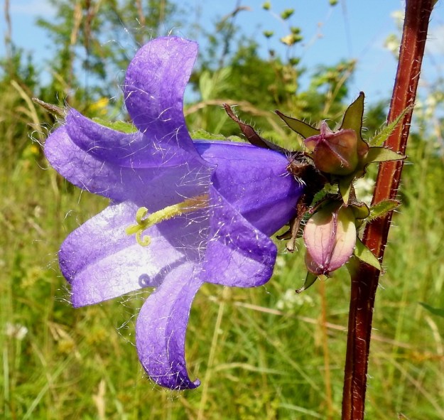 Campanula trachelium - varsankellon teriö on sinipunainen ja harvoin valkoinen. Se on avoimen kellomainen ja säteittäisesti lähes aina viisiliuskainen. Sisäpinta on harvakseen pitkä- ja valkokarvainen. Pituutta teriöllä on tavallisesti noin 25-45 mm ja leveyttä kärjestään suunnilleen pituutensa verran. Varsi on teräväsärmäinen ja karheakarvainen. A, Lemland, Styrsön ja Nåtön välinen Rödgrundet-pikkusaari, kallioketo ja -niittyalue, 12.7.2017. Copyright Hannu Kämäräinen.