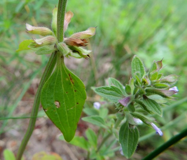 Dracocephalum thymiflorum - ketoampiaisyrtin kukinnon valekiehkurat muodostuvat kahdesta vastakkaisesta ja lähes perättömästä kukkaryhmästä, viuhkosta, joissa kummassakin on tavallisesti noin 3-9 kukkaa. Alemmat hanka- eli tukilehdet ovat yleensä kapeanpuikeat tai soikeahkot ja kiila- tai pyöreätyviset. Varsi- ja tukilehdet ovat kaljuhkot tai vaihtelevasti hyvin lyhytkarvaiset ja vaaleanystyiset. Varret ovat nelisärmäiset ja lyhytkarvaiset. 8.7.2015. Copyright Hannu Kämäräinen.