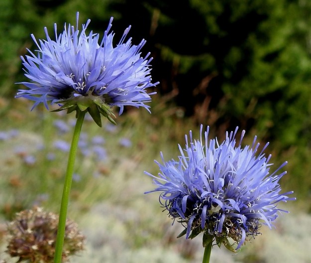 Jasione montana - vuorimunkin kukinto on mykerömäisen tiheä, puolipallomainen sarja, joka on kukkivana yleensä noin 10-25 mm leveä. Kukintopohjus on litteä. Kukinnon yksittäisten kukkien määrä vaihtelee muutamasta kymmenestä yli sataan. Teriö on sininen, harvemmin punertava tai hyvin harvoin valkoinen. V, Lohja, Nummi-Pusula, Arimaa, Haukkamäki, luonnonsuojelualue, 27.7.2017. Copyright Hannu Kämäräinen.