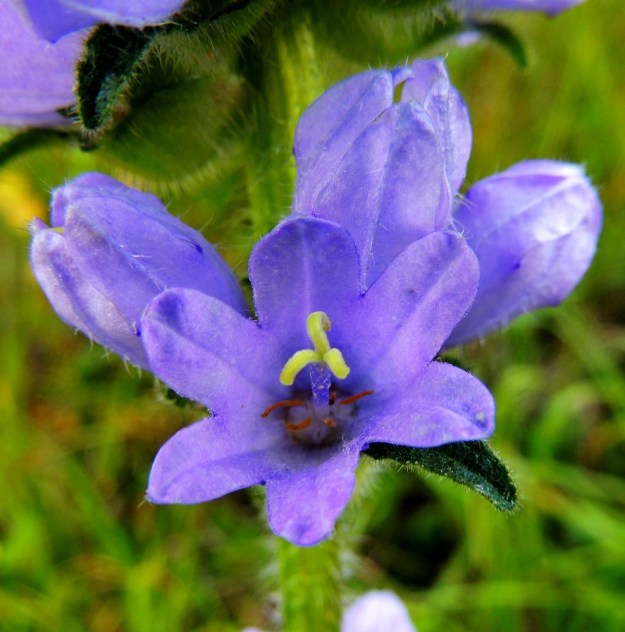 Campanula cervicaria - hirvenkellon teriö voi joskus olla kuusiliuskainenkin. Emin vartalo on yläosastaan matalanystyinen. 22.7.2014. Copyright Hannu Kämäräinen.