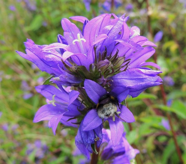 Campanula glomerata - peurankellon teriö on lähes aina sinipunainen. Kärkiliuskat ovat lähinnä pyöristyneen kolmiomaiset tai kapean kolmiomaiset ja suippopäiset sekä yleensä noin 6-15 mm pitkät. Verhiö on säteittäisesti viisiliuskainen. Liuskat ovat kapean kolmiomaiset, pitkäsuippuisen teräväkärkiset ja tavallisesti noin 6-10 mm pitkät. Kukkien pölyttäjiksi sananmukaisesti tunkevat erityisesti kimalaiset. EH, Hämeenlinna, Renko, keskusta, Renkajoen siltapenkereen sivu, 22.7.2014. Copyright Hannu Kämäräinen.