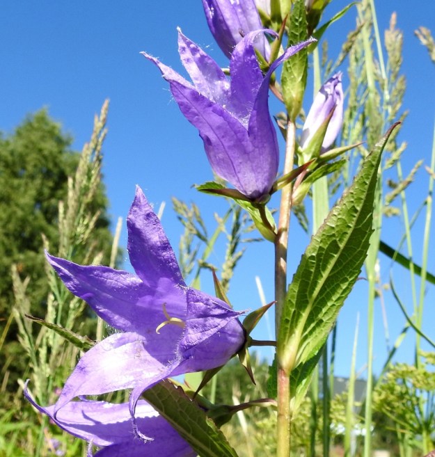 Campanula latifolia - ukonkellon teriö on pituuteensa nähden kapeahko mutta kärjestään avoimen kellomainen ja viisiliuskainen. Pituutta sillä on liuskat suorana tavallisesti noin 40-70 mm. ES, Lappeenranta, Joutseno, Korvenkylä, Hiekkapelto, Imatranväylän ja Asematien kulmauksen niittyalue, 1.8.2017. Copyright Hannu Kämäräinen.