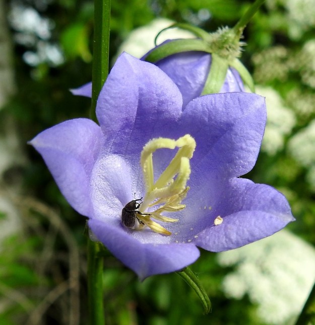 Campanula persicifolia - kurjenkellon teriön kärkiliuskat ovat lähinnä pyöristyneen kolmiomaiset, nipukkapäiset ja suorana yleensä noin 8-15 mm pitkät sekä pituuttaan leveämmät. Täyden kukinnan vaiheessa liuskat ovat kärjestään siirottavat. Pieni kärsäkkäisiin kuuluva kovakuoriainen nautiskelee vielä siitepölystä, joka on jo loppumassa, kun emin luotit ovat juuri avautumassa. Takana hämärämmin näkyvän kukan kukkapohjus on tiheästi läpinäkyvän sukasikas. EH, Hämeenlinna, Loimalahti, Hirsimäki, Hirsimäenkadun laitametsikön reuna Myllyojan länsipuolella, 2.7.2022. Copyright Hannu Kämäräinen.