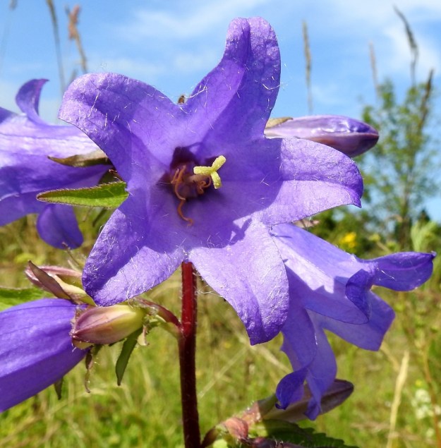 Campanula trachelium - varsankellon teriön kärkiliuskat ovat lähinnä pyöristyneen kolmiomaiset ja suippopäiset sekä suorana yleensä noin 10-20 mm pitkät. Täyden kukinnan vaiheessa liuskat ovat kärjestään siirottavat tai hieman taakäänteiset. Emi on kolmiluottinen. Luotit ovat keltaiset ja alaspäin kaartuvat. A, Lemland, Styrsön ja Nåtön välinen Rödgrundet-pikkusaari, kallioketo ja -niittyalue, 12.7.2017. Copyright Hannu Kämäräinen.