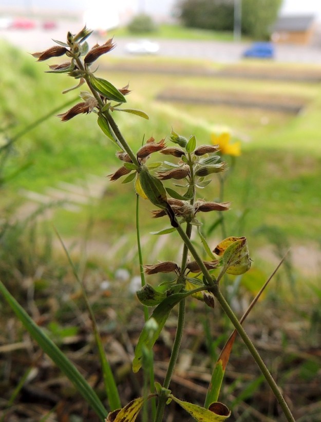 Dracocephalum thymiflorum - ketoampiaisyrtti kukkii kesä- ja heinäkuussa. Vuoden kesästä ja kasvupaikan paahteisuudesta riippuen ainakin osa varsikoista voi olla kokonaan hedelmävaiheessa jo heinäkuun alkupuolella. Nelilohkoinen hedelmä kehittyy verhiön sisään (kuvassa näkyy verhiön läpi). Lohkot ovat lähinnä liereät ja noin 1,5-2 mm pitkät. 8.7.2015. Copyright Hannu Kämäräinen.